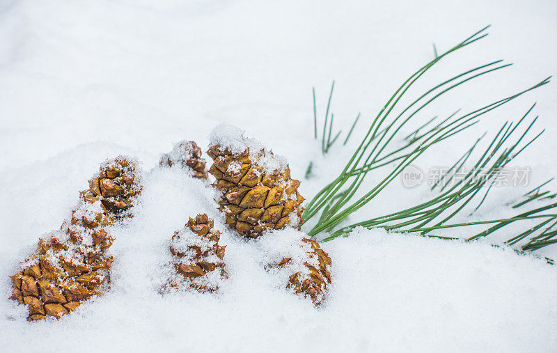 雪中的松果