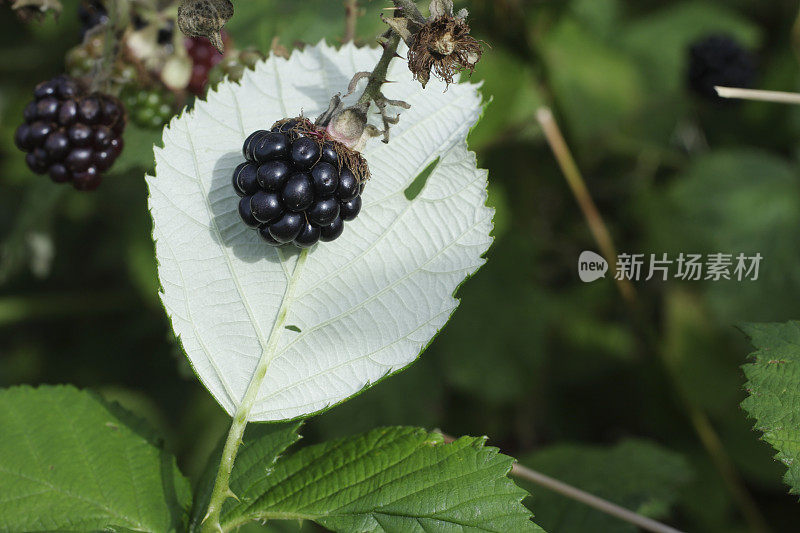 夏天成熟的黑莓莓紧靠黑莓叶