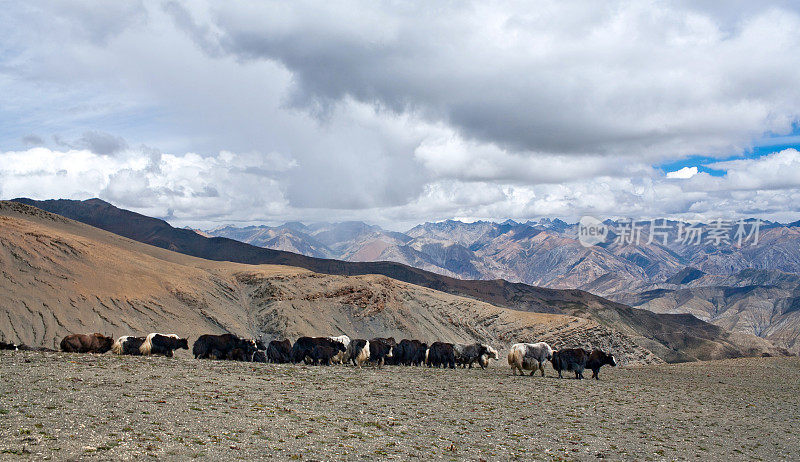 尼泊尔杜坡的牦牛队