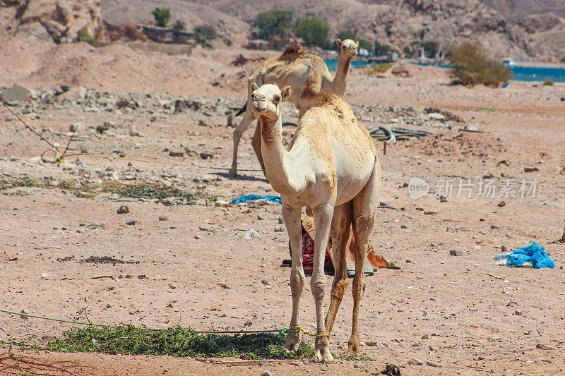 两只骆驼在埃及西奈沙漠旅行。以海和山为背景的景观