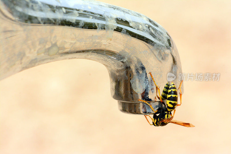 黄蜂从水龙头里喝水