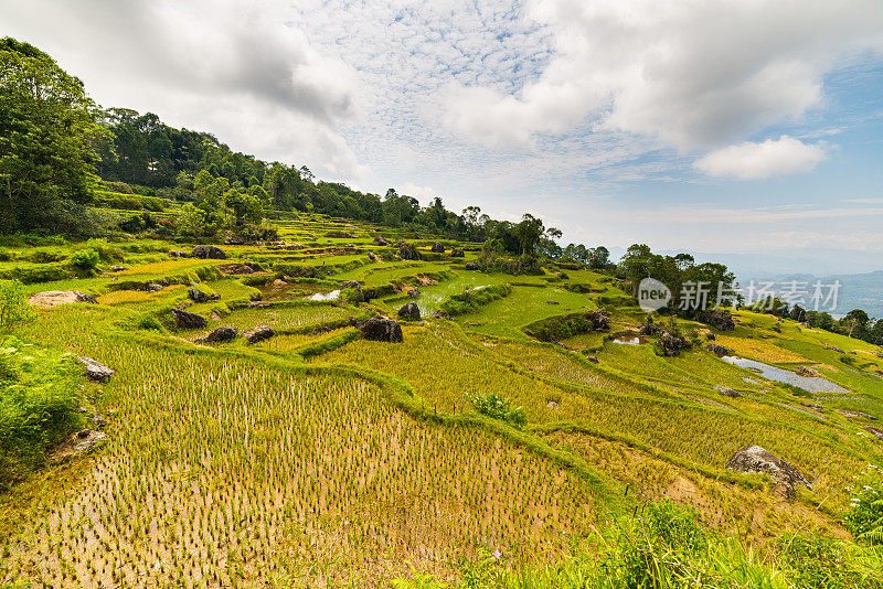 印度尼西亚南苏拉威西，塔纳托拉贾，巴图蒙加山脉上令人惊叹的稻田景观。从上面俯瞰，柔和的清晨阳光和生动的色彩。
