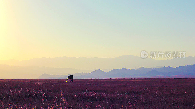 孤独的马在哈萨克斯坦大草原上的山背景。