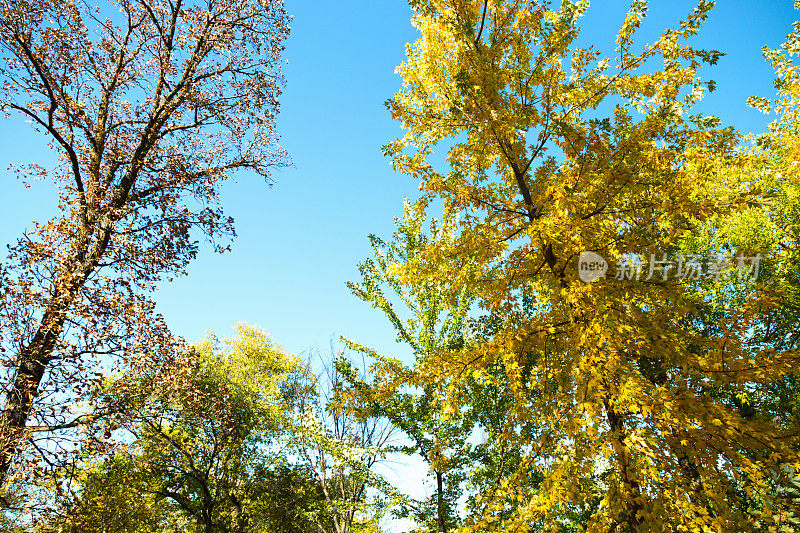 丰富多彩的秋天树顶