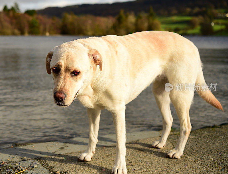 湖区的拉布拉多寻回犬