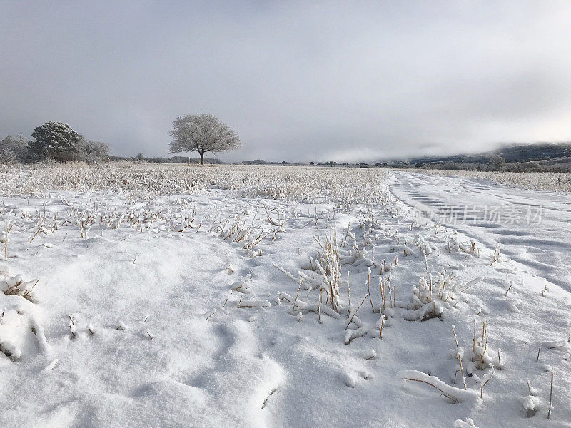 白色风景-科罗拉多州西部高海拔冬季降雪