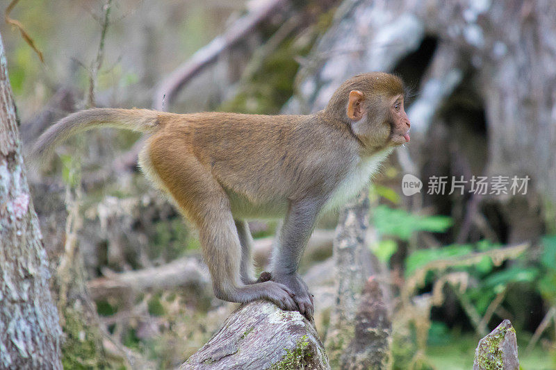 佛罗里达银泉的恒河猴