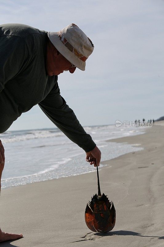 在南卡罗来纳海滩的沙滩上，一名男子正在采摘马蹄蟹