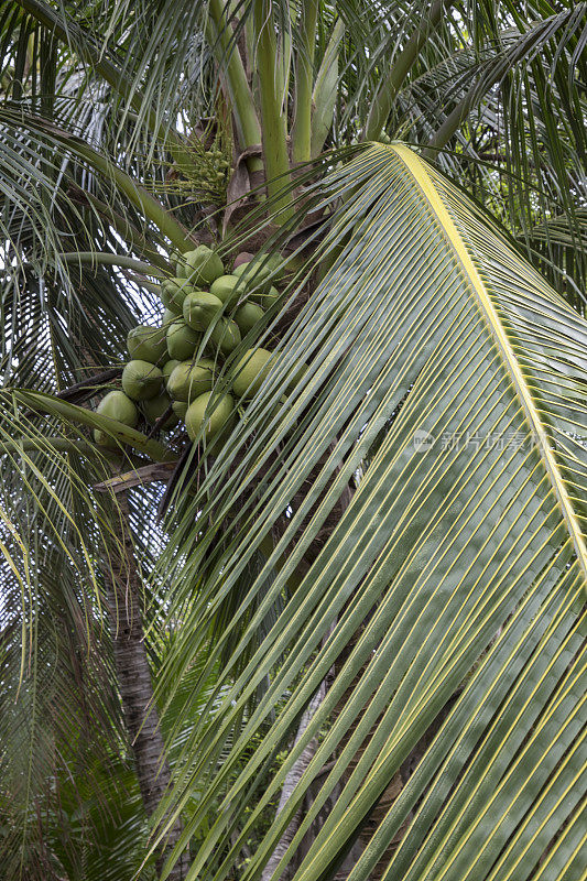 椰子棕榈树