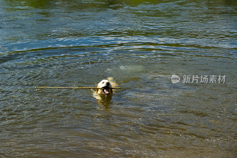 河边一只顽皮的小金毛寻回犬