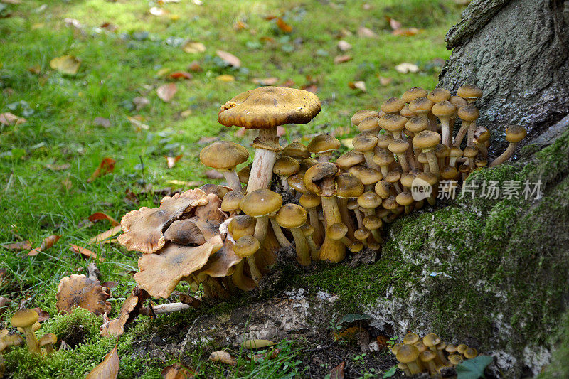树桩上的一群蘑菇