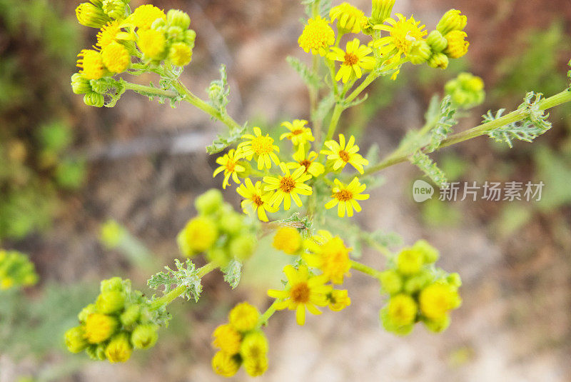 小黄野花