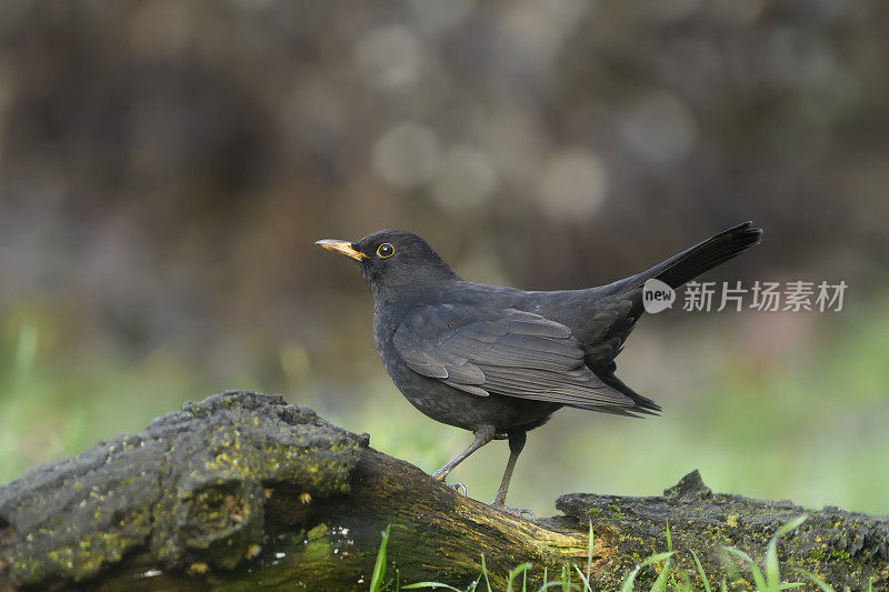 黑鸟（图尔杜斯·梅鲁拉）