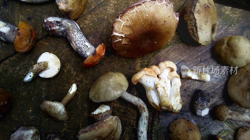 树林里的蘑菇。