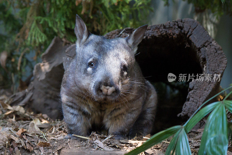 一只澳大利亚有袋袋熊从它的木窝里向外张望