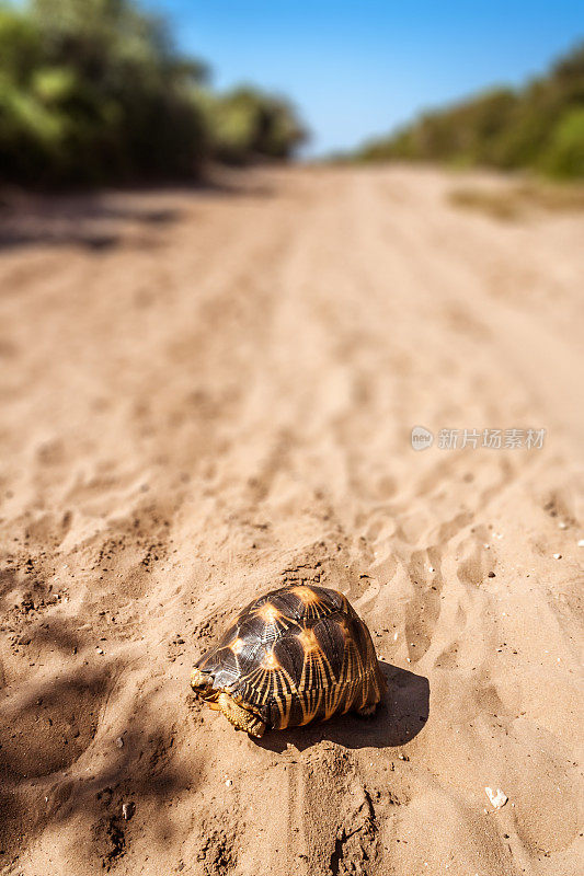 马达加斯加tortoise