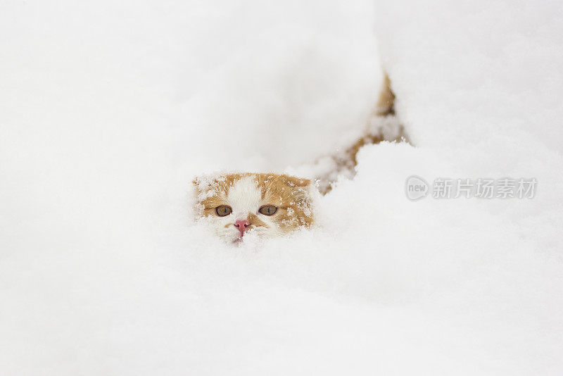 雪地里可爱的小猫