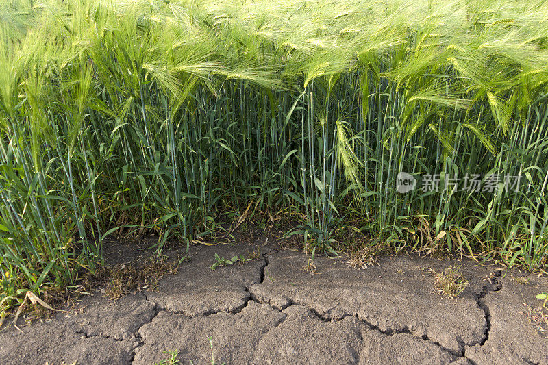 大麦生长的田地是夏季干旱的明显迹象