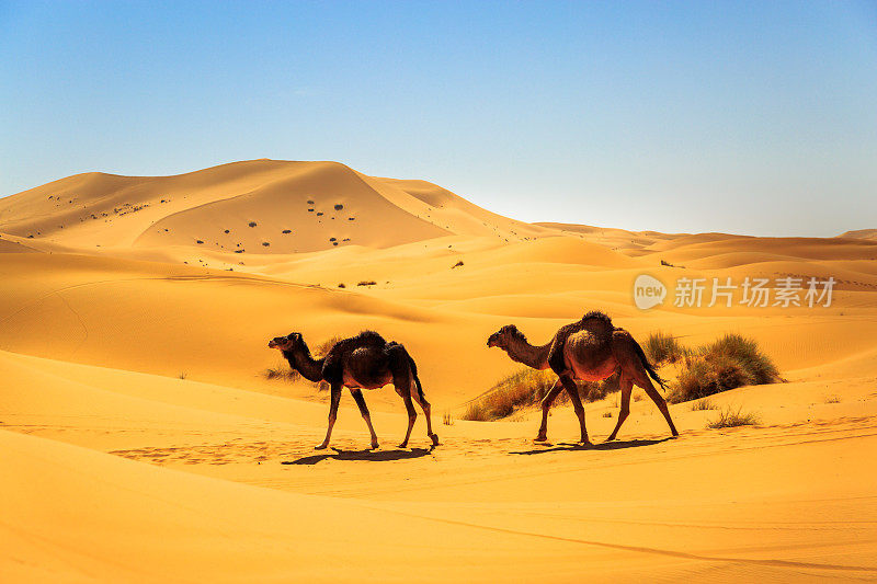 在一个阳光明媚的日子里，两只单峰骆驼正走在沙漠的中央