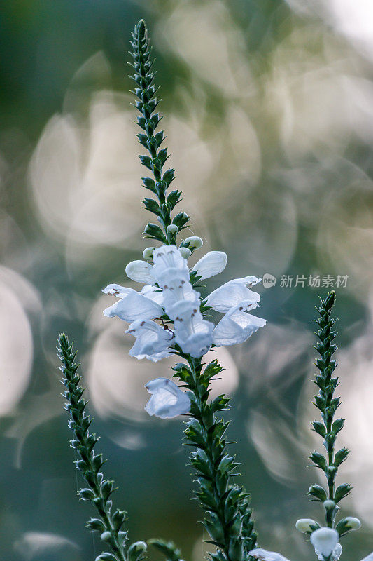 顺从植物或假龙头