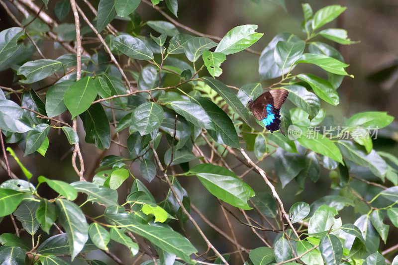 尤利西斯蝴蝶在库兰达附近翅膀受损