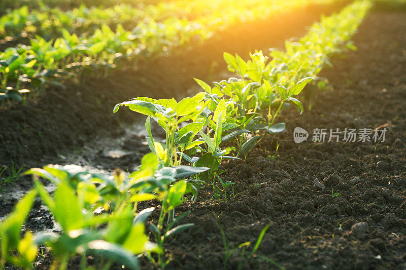 大豆田在清晨阳光下生长