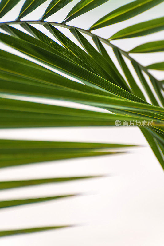 白色背景上的绿色棕榈叶