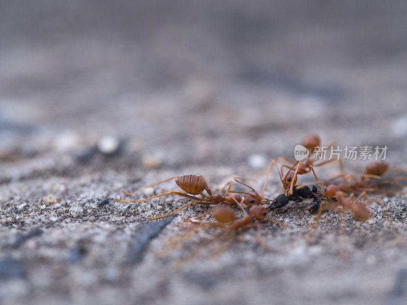 蚂蚁把食物