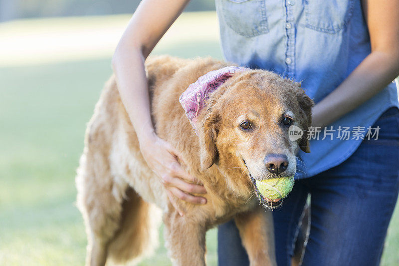 狗在狗公园里捡球