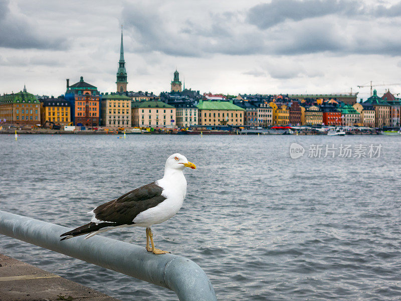 海鸥在斯德哥尔摩的天际线