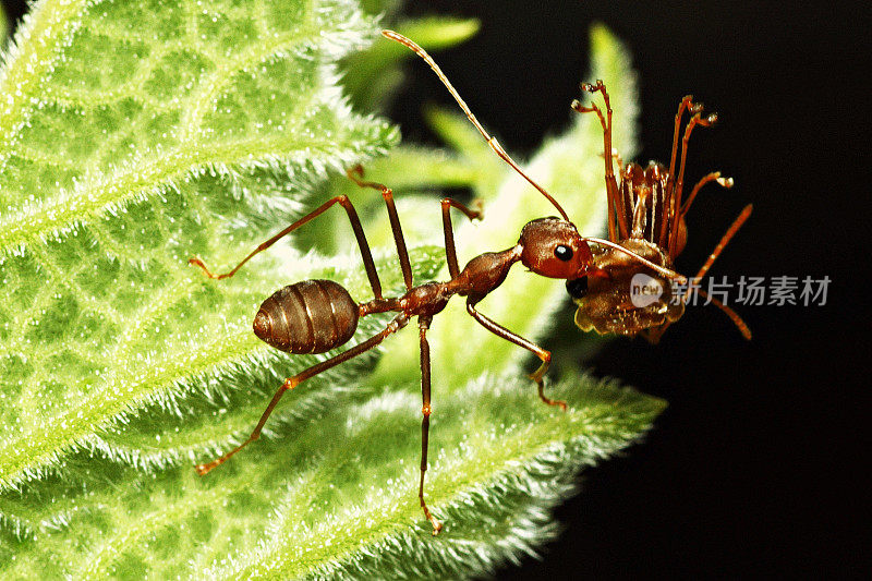 一只蚂蚁用嘴叼着另一只蚂蚁在绿叶上。