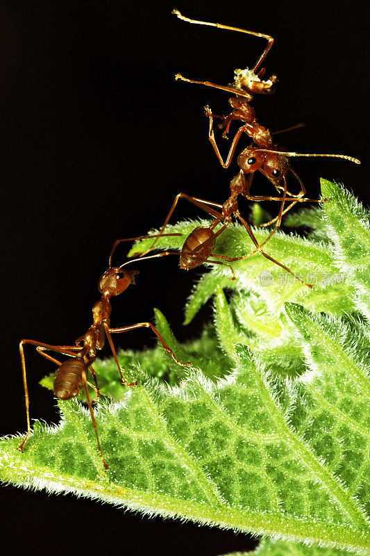 一只蚂蚁在绿叶上驮着另一只蚂蚁。