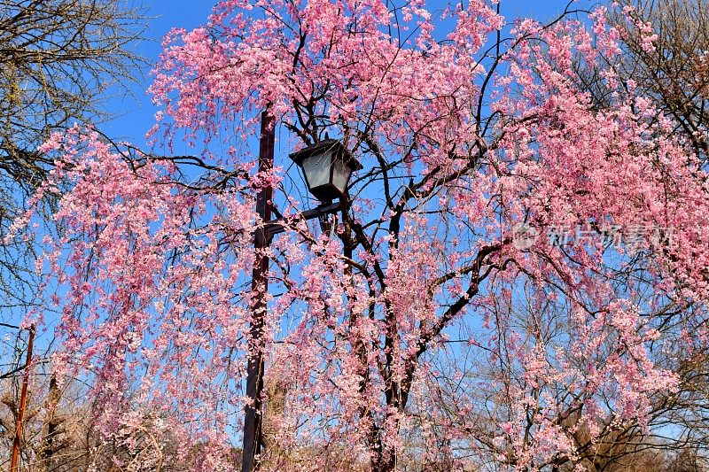 东京上野公园的樱花