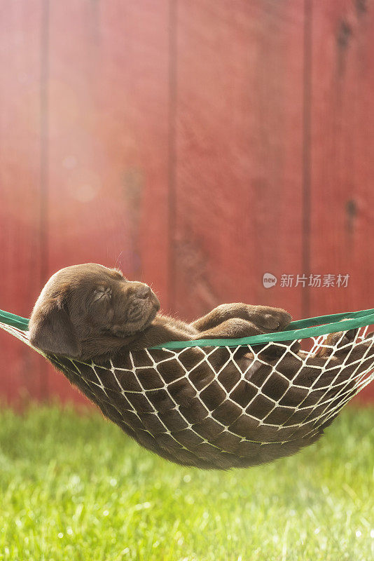 一只巧克力色的拉布拉多小狗在外面的吊床上睡觉——5周大