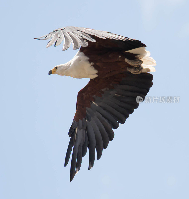 非洲Fish-Eagle