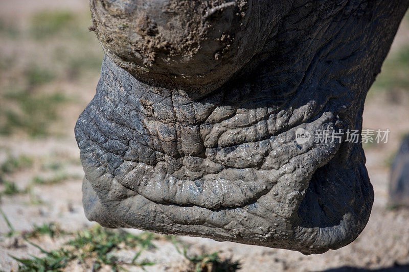 津巴布韦:南部白犀牛