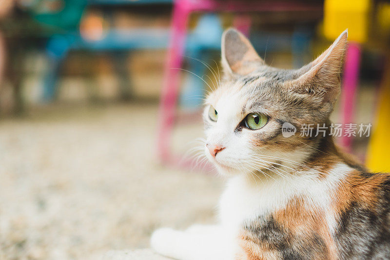 一只流浪猫在阳台上等待食物