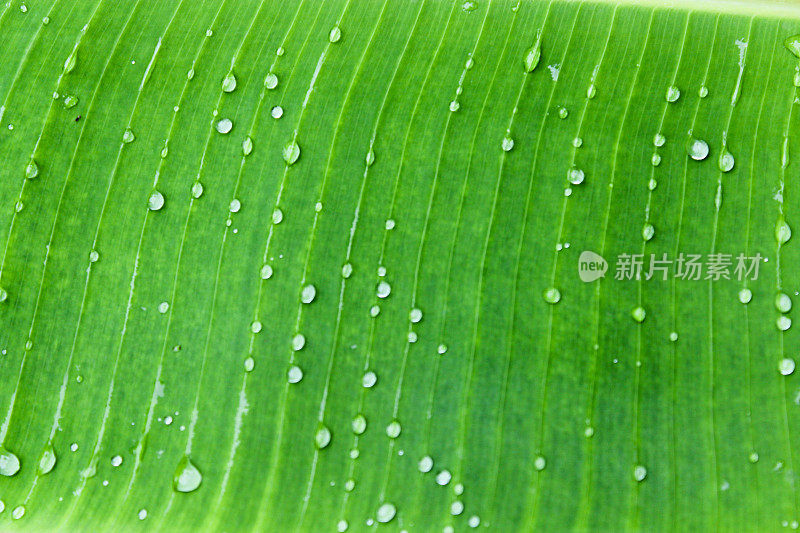 雨滴落在绿色的棕榈叶上