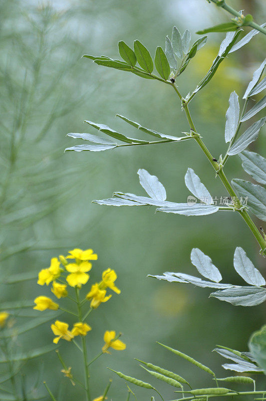 油菜花领域