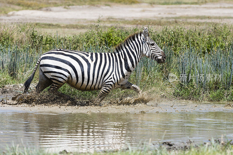 斑马在水里奔跑，非洲