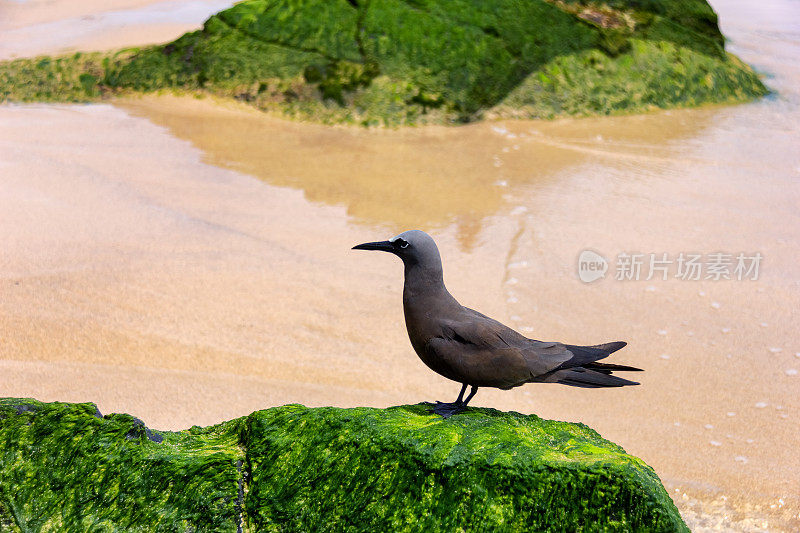 鸟儿在海滩的岩石上休息。