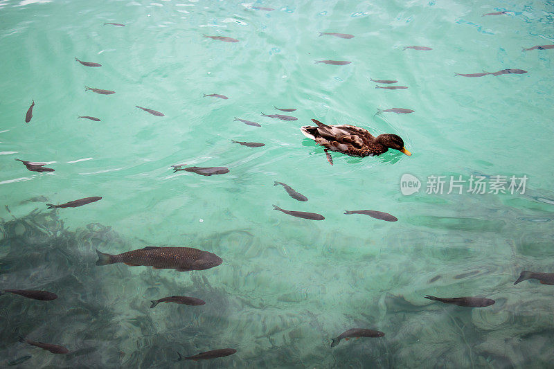 鸭子和一群鱼在绿色的泻湖中游泳