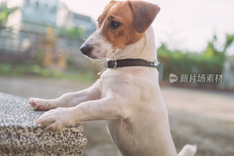 顽皮的杰克罗素梗狗在花园里玩耍