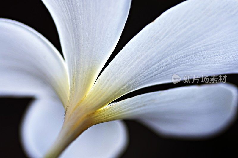 合上鸡蛋花。