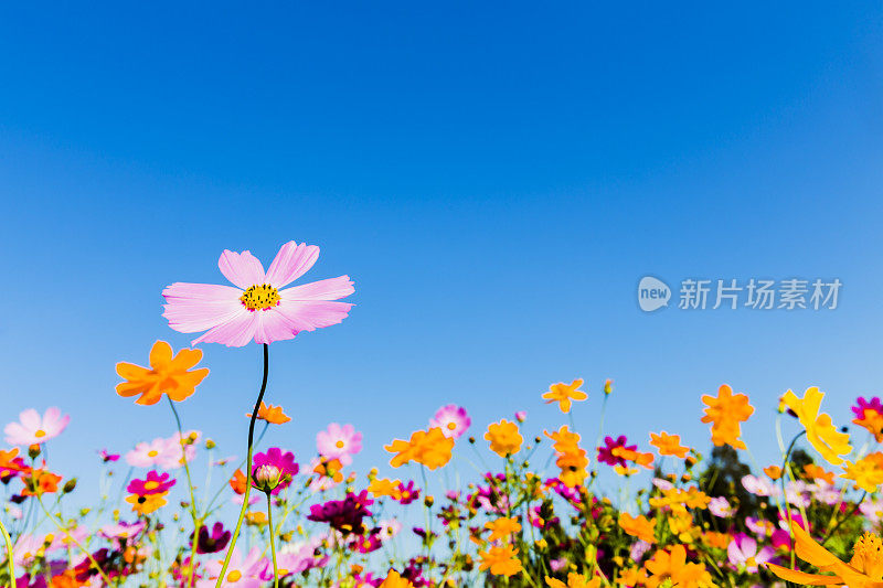 晴空下的宇宙花