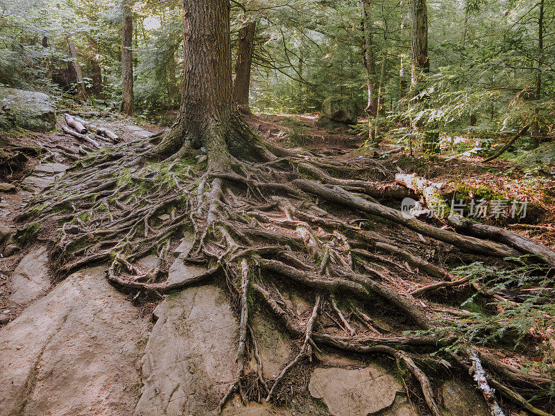 在阿迪朗达克森林的岩石上生长的树根