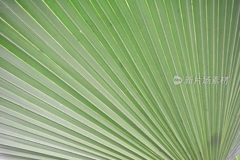 抽象的棕榈树叶