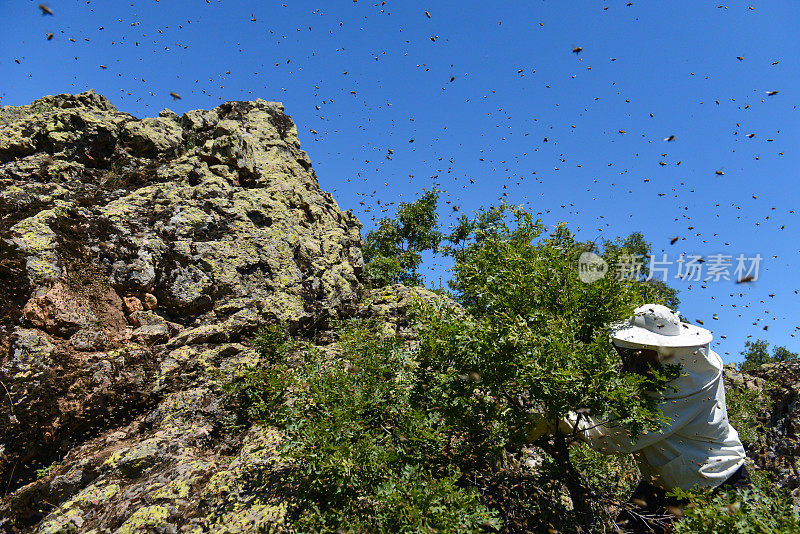 一群好斗的蜜蜂