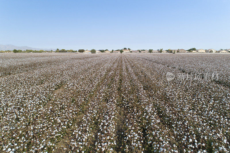 亚利桑那州的发展侵占了农业