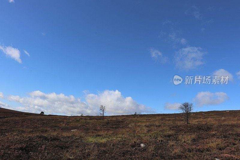 蓝蓝的天空中飘浮着白云，越过山顶和光秃秃的树木